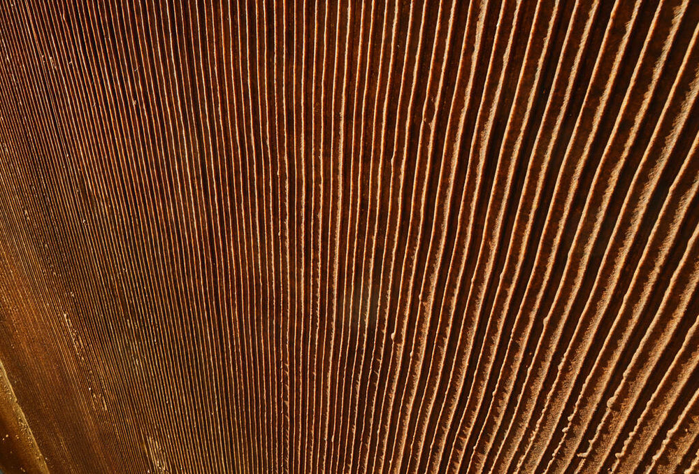 Rusty Scratch